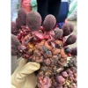 Nấm Ngọc Cẩu tươi sạch 500g - Giá ưu đãi 100.000đ, giảm từ 121.000đ, giàu dinh dưỡng