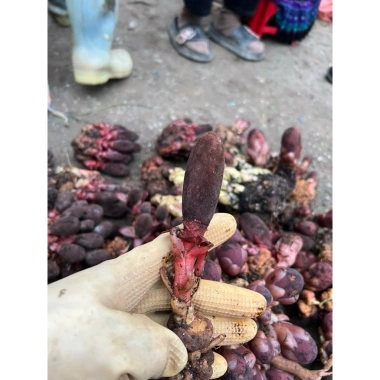 Nấm Ngọc Cẩu tươi sạch 500g - Giá ưu đãi 100.000đ, giảm từ 121.000đ, giàu dinh dưỡng 2