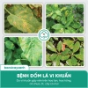 Nano Đồng Diệt Nấm Cây Trồng BS06 - Tẩy Rửa Vườn, Xanh Dày Lá, Giá 48k 4