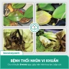 Nano Đồng Diệt Nấm Cây Trồng BS06 - Tẩy Rửa Vườn, Xanh Dày Lá, Giá 48k 5
