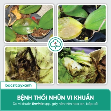 Nano Đồng Diệt Nấm Cây Trồng BS06 - Tẩy Rửa Vườn, Xanh Dày Lá, Giá 48k 5
