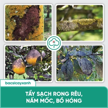 Nano Đồng Diệt Nấm Cây Trồng BS06 - Tẩy Rửa Vườn, Xanh Dày Lá, Giá 48k 7