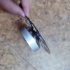 Nắp ga thoát sàn rời inox cao cấp, ngăn mùi nhà tắm, đa kích thước 60/76/90/110 - 11.500₫ 8