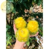 Nến Bơ Ly Liên Hoa Handmade 6 ly - Hương thơm nhẹ, chất lượng cao, chỉ 145,600₫ 9