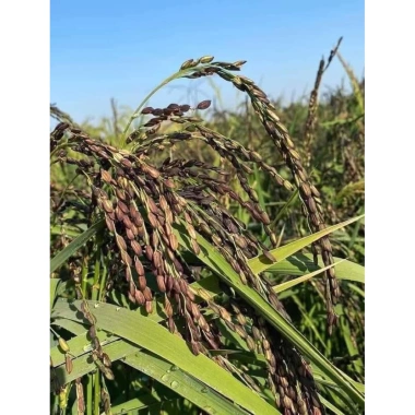 Nếp Cẩm Điện Biên 1kg Giá 25.000₫ Dùng làm xôi, chè, sữa chua, bánh, pha màu