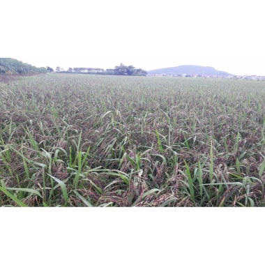 Nếp Cẩm Tây Bắc (Hảo Hạn) 1kg - Hạt ngon, thơm, giá ưu đãi 75k, giảm từ 93k