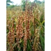 Nếp nương Lào 1Kg (nếp Kay nọi) - Giá chỉ 48.000 VND, giảm từ 58.560 VND, thơm ngon, chất lượng cao 6
