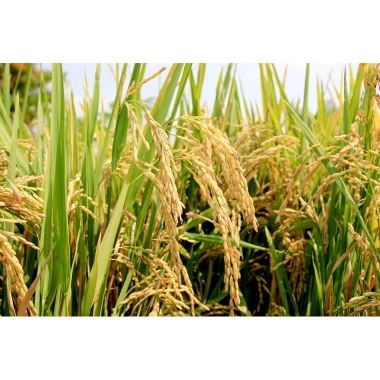 Nếp Thải Lan Loại 1 Thơm Dẻo 1kg - Chất Lượng Cao, Giá Ưu Đãi 60.000₫