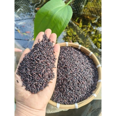 Nếp Than Tự Nhiên 100% Hạt Đen Huyền - Hỗ Trợ Tiêu Hóa Giảm Cân 1kg Giá 33.000₫