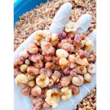 Ngô nếp nương rang giòn 500g Đặc sản Điện Biên, Ngô nếp tím thơm ngon, giòn rụm, giá chỉ 75.000 VNĐ 5
