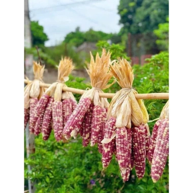 Ngô Nếp Tím Điện Biên sấy cay giòn Phomai 350g - Giòn rụm, giảm còn 44.900₫ 2