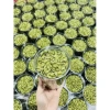 Nhân hạt bí xanh tách vỏ 500gr - Giòn thơm, giảm giá 95.000, ưu đãi Tết 2.025 6