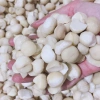 Nhân macca Daklak sấy chín 500g Ăn liền, làm sữa, làm bánh - Giá ưu đãi 225.000 VND