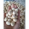 Nhân Macca Size Đại 500gr Loại 1 - Giá 181.500đ, Cam Kết chất lượng Thanh Nhàn 4