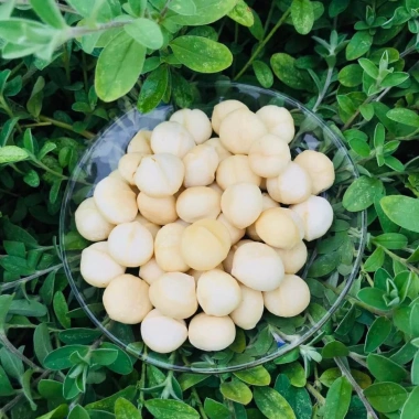 Nhân Macca Size Đại 500gr Loại 1 - Giá 181.500đ, Cam Kết chất lượng Thanh Nhàn