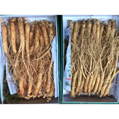 Nhân Sâm Tươi Hàn Quốc 25-35 Củ 1kg - Sâm Hầm Gà Giá 800.000 Giảm 20% 2 Nhân Sâm Tươi Hàn Quốc 25-35 Củ 1kg - Sâm Hầm Gà Giá 800.000 Giảm 20% 2