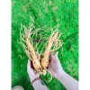 Nhân Sâm Tươi Hàn Quốc 8 Củ 1kg Hút Chân Không - Giá 405.000, Bán Lẻ 4