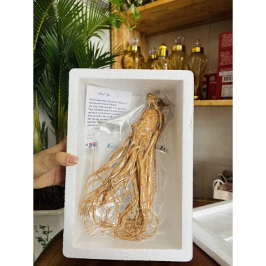Nhân Sâm Tươi Hàn Quốc 8 Củ 1kg Hút Chân Không - Giá 405.000, Bán Lẻ 6