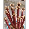Nhang Nở Hoa 18 Cây 6 Cánh Khai Hoa Phú Quý Tài Lộc My Nhân - Giá Ưu Đãi 43.000