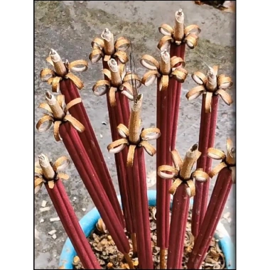 Nhang Nở Hoa 18 Cây 6 Cánh Khai Hoa Phú Quý Tài Lộc My Nhân - Giá Ưu Đãi 43.000