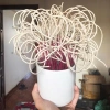 Nhang Trầm Cuộn Bông Lúa Tàn Trắng – Ít Khói Không Bụi, 100 nén, Giá 59.000₫ 6