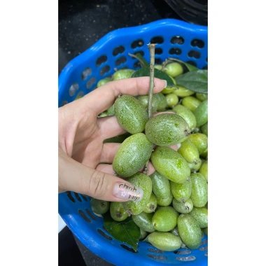 Nhót xanh Phú Thọ tươi ngon, hái trong ngày - Giá ưu đãi 70.000đ, chỉ 84.700đ