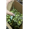 Nhót xanh Phú Thọ tươi ngon, hái trong ngày - Giá ưu đãi 70.000đ, chỉ 84.700đ 2