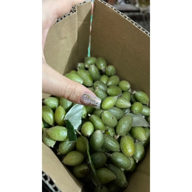 Nhót xanh Phú Thọ tươi ngon, hái trong ngày - Giá ưu đãi 70.000đ, chỉ 84.700đ 2