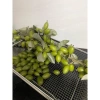 Nhót xanh Phú Thọ tươi ngon, hái trong ngày - Giá ưu đãi 70.000đ, chỉ 84.700đ 3