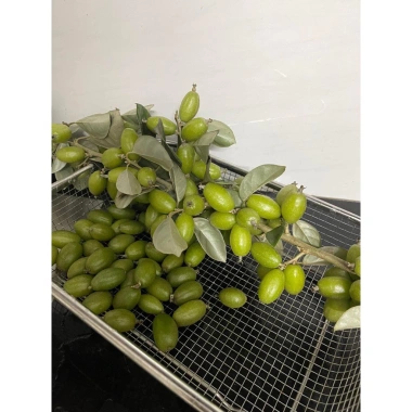Nhót xanh Phú Thọ tươi ngon, hái trong ngày - Giá ưu đãi 70.000đ, chỉ 84.700đ 3
