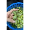 Nhót xanh Phú Thọ tươi ngon, hái trong ngày - Giá ưu đãi 70.000đ, chỉ 84.700đ 10