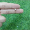 Nhựa Peek và Peck Gắn Trụ Máy May CRK SPW 3 Hạt - Giá ưu đãi 59.000đ 3