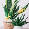 NLINNI Gecko Prank – Đồ chơi động vật, tượng thằn lằn mô phỏng, giá 69.300₫ 9
