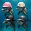 Nón Cá Heo CRB Helmets chính hãng – Dễ Thương, Thoáng Mát, Freesize 55-59cm Nam Nữ 4