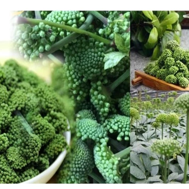Nụ Hoa Tam Thất Sấy Khô 100gr Tự Nhiên, Nguyên Nụ Không Vụn – Cao Cấp, Giá 120k