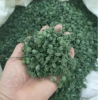 Nụ Hoa Tam Thất Sấy Khô 100gr Tự Nhiên, Nguyên Nụ Không Vụn – Cao Cấp, Giá 120k 5