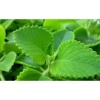 Nước cất rau tần (húng chanh) Vườn Nhiên - Tinh khiết 100% - Hỗ trợ các vấn đề hô hấp, làm đẹp da 3