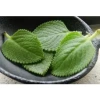 Nước cất rau tần (húng chanh) Vườn Nhiên - Tinh khiết 100% - Hỗ trợ các vấn đề hô hấp, làm đẹp da 4