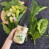 Nước Cốt Trái Nhàu SK NONI 750ml Nguyên Chất - Hỗ Trợ Sức Khỏe, Làm Đẹp Tự Nhiên 410k 10