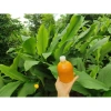 Nước ép củ nghệ tươi 330ml - Giá chỉ 95k, tăng đề kháng, không chất bảo quản 5
