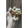 Nước ép gừng tươi nguyên chất - Tăng sức đề kháng, giảm mệt mỏi, chỉ 310.000đ 3