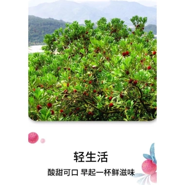 Nước Ép Thanh Mai Huaqiu 0% Chất Béo 0% Đường Sucrose Trái Tươi Ngọt Giải Khát 5 Nước Ép Thanh Mai Huaqiu 0% Chất Béo 0% Đường Sucrose Trái Tươi Ngọt Giải Khát 5