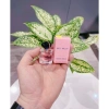 Nước Hoa M.W Mini Dạng Chấm 7ml Hàng Xịn Chính Hãng, Mùi Authentic Siêu Thơm, Giá 265.000đ 2