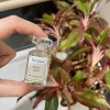 Nước hoa nữ Rep.li.ca Beach Walk mini 7ml - Giá ưu đãi 290k tại Sephora US 2