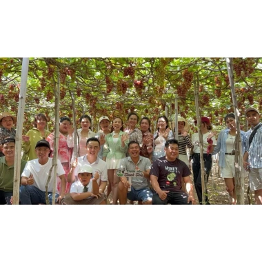Nước nho lên men Thanh Thuỷ O COP 3 sao - Chai 195k, giảm còn 150k kèm túi 6