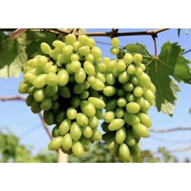 Nước nho lên men tự nhiên Đặc sản Ninh Thuận giảm giá 90.000đ - Ninhthuanfood.vn 4