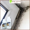 Nước tẩy mốc Lotux – Diệt khuẩn, chống ẩm, sạch nhanh cho tường, trần, sàn gạch, nội thất, sàn gỗ – Giá ưu đãi 76.000₫ 4