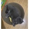 Ổ cào móng tròn cho mèo lớn, bàn cào kiêm đệm 1‑6kg, Đường kính 42cm, Tặng cỏ canip - Zippopet 5