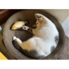Ổ cào móng tròn cho mèo lớn, bàn cào kiêm đệm 1‑6kg, Đường kính 42cm, Tặng cỏ canip - Zippopet 7