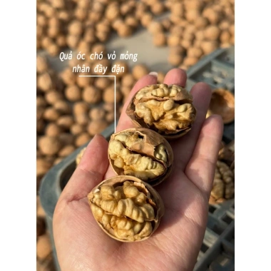 Óc Chó Vỏ Giấy Nhân To Tuyển Chọn 200-480g - Vỏ mỏng dễ bóc, nhân đầy tròn, giòn béo thơm ngậy - Giá chỉ 33.000₫ 4